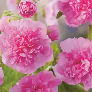 Hollyhock Spring Celebrities Pink Hollyhock Spring Celebrities Pink
