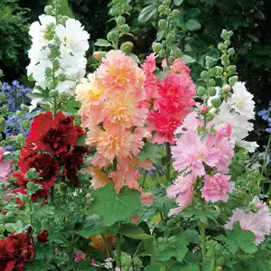 Hollyhock Spring Celebrities Pink Hollyhock Spring Celebrities Pink