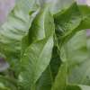 Horseradish Leaves 15 St 144964432 - Garden Express Australia