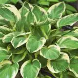 Hosta Blazing Saddles 15 Fm 14125398pa - Garden Express Australia