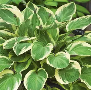 Hosta Minute Man