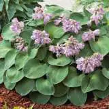 Hosta Minute Man Hosta Minute Man