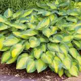 Hosta June 15 14256822pa - Garden Express Australia