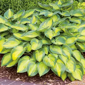 Hosta Growing Guide Hosta June 15 14256822pa - Garden Express Australia