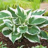 Hosta Minute Man