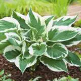 Hosta Minuteman 15 Fm 14274597pa - Garden Express Australia