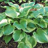 Hosta Pilgrim Hosta Pilgrim