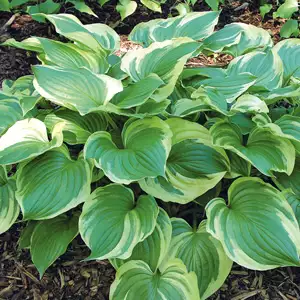 Hosta Pilgrim Hosta Pilgrim