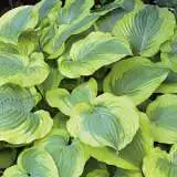 Hosta Robert Frost 15 Fm 14256769pa - Garden Express Australia