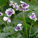 Native Violet 151 - Garden Express Australia
