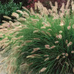 Cyclamen Growing Guide Pennisetum Fountain Grass 15 - Garden Express Australia