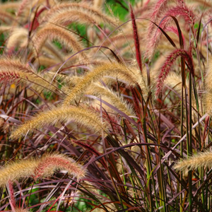 Pennisetum Purple Fountain Grass 15 - Garden Express Australia
