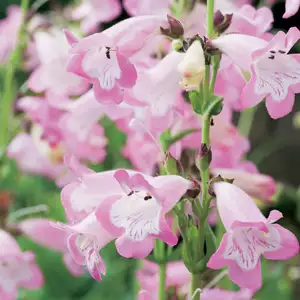 Penstemon Growing Guide Penstemon Hidcote Pink 15 14242473pa - Garden Express Australia