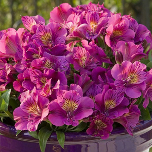 Princess Lily Collection 2- 3 Plants