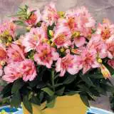 Princess Lily Theresa Pot 15 - Garden Express Australia
