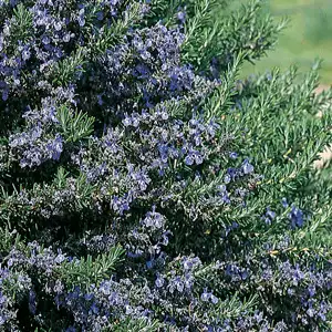 Rosemary Blue Lagoon