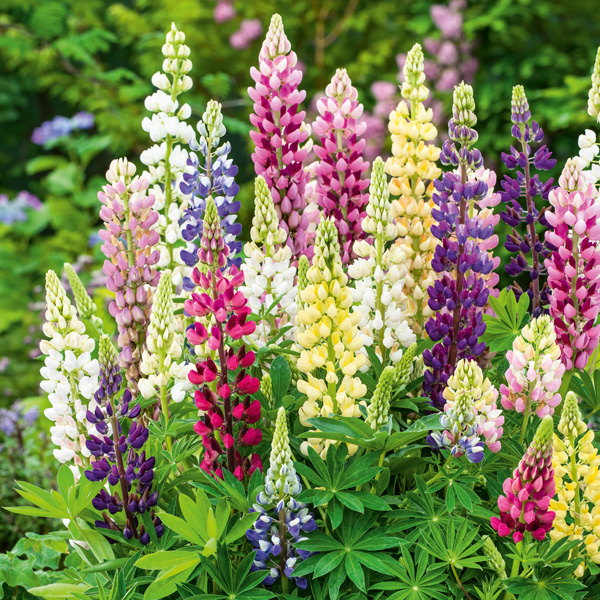 Russell Lupin Mixed