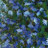 Scaevola Blue Ribbon - Garden Express Australia