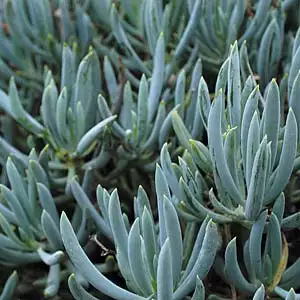 Senecio Dwarf Blue Chalk Sticks Senecio Dwarf Blue Chalk Sticks