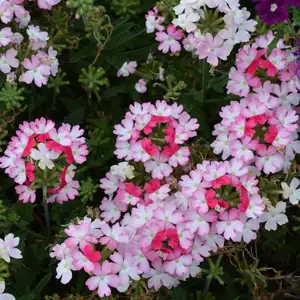 Solomons Seal Growing Guide Verbena Bebop Pink 15 Ball - Garden Express Australia