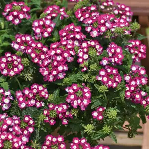Solomons Seal Growing Guide Verbena Big Eye Raspberry 15 Lr Ball - Garden Express Australia
