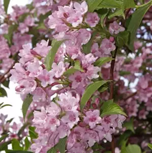Weigela Rosea Weigela Rosea