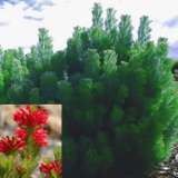 Woolly Bush 2015 - Garden Express Australia