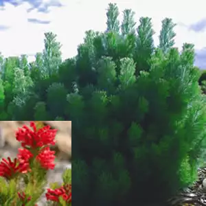 Kiwifruit Growing Guide Woolly Bush 2015 - Garden Express Australia