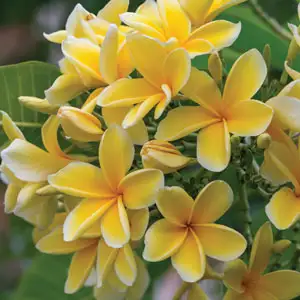Frangipani Darwin Yellow 200mm