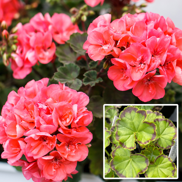 Geranium Marginata Salmon Garden Express