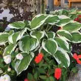 Hosta Minute Man Pplhosmma - Garden Express Australia