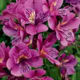 Princess Lily Louise Pplplilou 2018 - Garden Express Australia