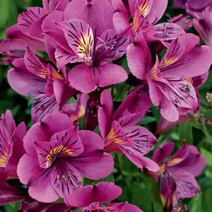 Princess Lily Louise (pbr)