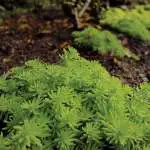 Crassula Purple Dragon Sedum Gold Mound 2019 Lposedgmo - Garden Express Australia