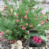 Grevillea Pink Pearl P68greppe - Garden Express Australia