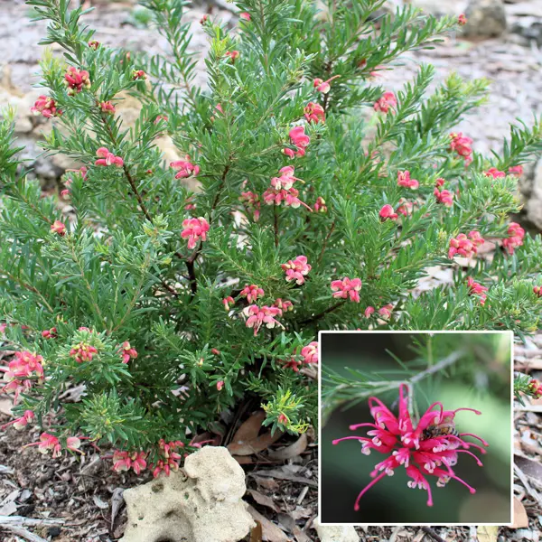 Grevillea Pink Pearl