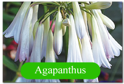 Agapanthus1 - Garden Express Australia