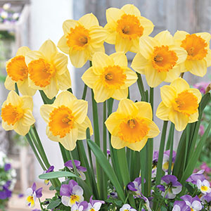 Daffodil Signor - Garden Express Australia