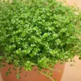 Babys Tears 16 St 177605876 - Garden Express Australia