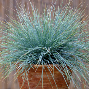 Starter Pack – Blue Fescue Elijah Blue Starter Pack – Blue Fescue Elijah Blue