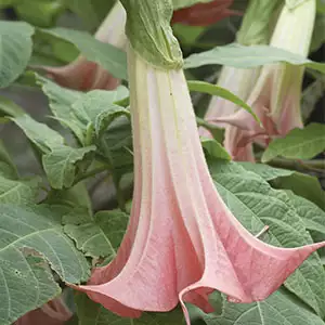 Brugmansia Growing Guide Brugmansia Pink Panther - Garden Express Australia