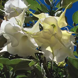 Brugmansia Double White Brugmansia Double White
