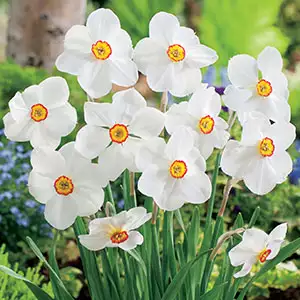 What’s The Difference Between Daffodils, Narcissus And Jonquils? Daffodil Actaea - Garden Express Australia