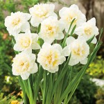 Daffodil Ice King 16 Fm 14231992pa1 - Garden Express Australia