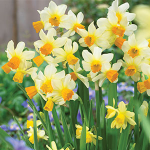Daffodil Spring Sunshine1 - Garden Express Australia