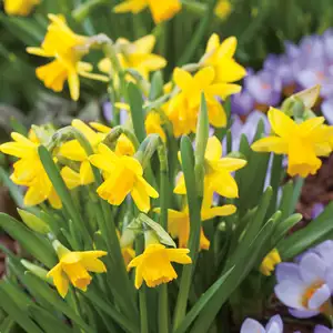Growing Daffodils In Pots: A Complete Guide Daffodil Tete Tete 16 14137709pa - Garden Express Australia