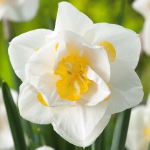 Daffodil Double White Lion 16 - Garden Express Australia