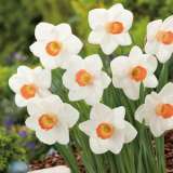 Daffodil Fragrant Rose 16 Fm 14262258pa - Garden Express Australia