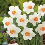Daffodil Fragrant Rose 16 Fm 14262258pa - Garden Express Australia