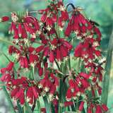 Dichelostemma Ida-Maia